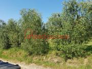 Terreno in vendita a Casciana Terme Lari PI