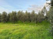 Terreno in vendita a Castagneto Carducci LI