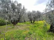 Terreno in vendita a Castel San Giorgio SA