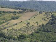 Terreno in vendita a Castellina Marittima PI