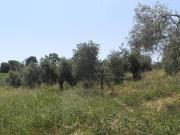 Terreno in vendita a Castellina Marittima PI