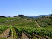 Terreno in vendita a Castelnuovo Berardenga SI