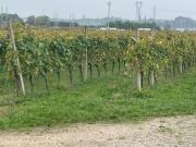 Terreno in vendita a Castelnuovo del Garda VR