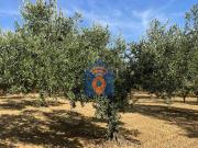 Terreno in vendita a Castelvetrano TP