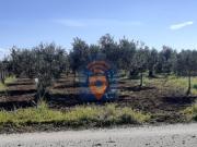 Terreno in vendita a Castelvetrano TP