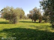 Terreno in vendita a Castiglione della Pescaia GR