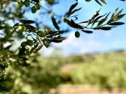 Terreno in vendita a Castrocielo FR