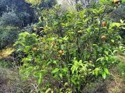 Terreno in vendita a Catania CT