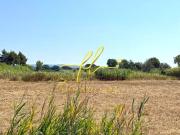Terreno in vendita a Cecina LI