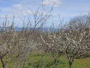 Terreno in vendita a Celleno VT