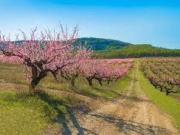 Terreno in vendita a Cellole CE