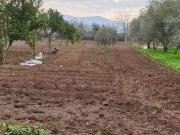 Terreno in vendita a Cellole CE