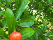 Terreno in vendita a Cercola NA