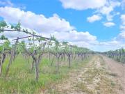 Terreno in vendita a Cerignola FG