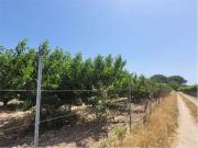 Terreno in vendita a Cerignola FG