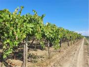 Terreno in vendita a Cerignola FG