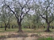 Terreno in vendita a Cerignola FG