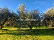 Terreno in vendita a Chiusi