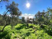 Terreno in vendita a Cipressa IM