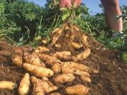 Terreno in vendita a Cirimido CO