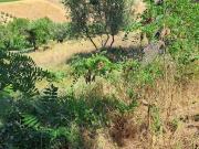 Terreno in vendita a Città Sant'Angelo PE