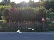 Terreno in vendita a Codena Carrara