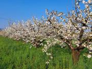 Terreno in vendita a Colceresa VI