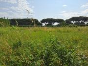 Terreno in vendita a Collesalvetti LI