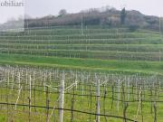 Terreno in vendita a Colognola Ai Colli VR