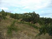 Terreno in vendita a Colonnella TE