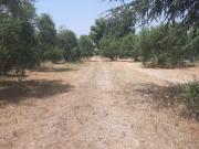 Terreno in vendita a Corato BA