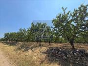 Terreno in vendita a Corato BA