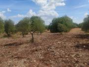 Terreno in vendita a Corato BA