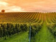 Terreno in vendita a Correggio RE