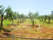 Terreno in vendita a Corsano LE