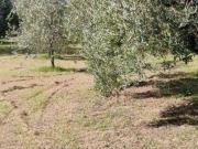 Terreno in vendita a Crespina e Lorenzana PI