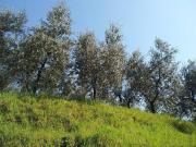 Terreno in vendita a Crespina e Lorenzana PI