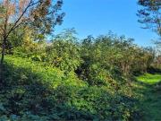 Terreno in vendita a Cumiana TO