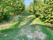 Terreno in vendita a Dogliani CN