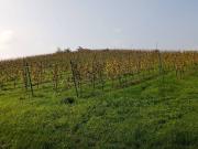 Terreno in vendita a Dozza BO