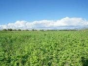 Terreno in vendita a Eboli SA