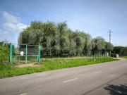 Terreno in vendita a Fabrica di Roma VT