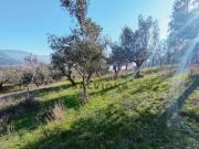 Terreno in vendita a Faicchio BN