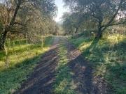 Terreno in vendita a Faleria VT