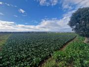 Terreno in vendita a Fasano BR