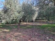 Terreno in vendita a Ferentino FR