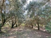 Terreno in vendita a Fermo FM