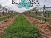 Terreno in vendita a Forlì FC