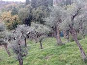 Terreno in vendita a Fosdinovo MS