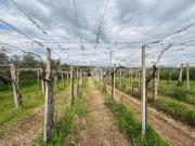 Terreno in vendita a Frascati RM